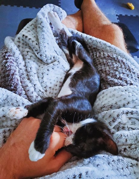 fosterkittendad en onlyfans