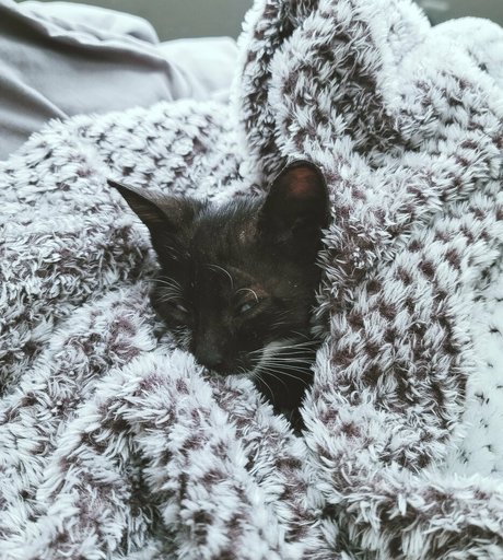 fosterkittendad onlyfans striptease