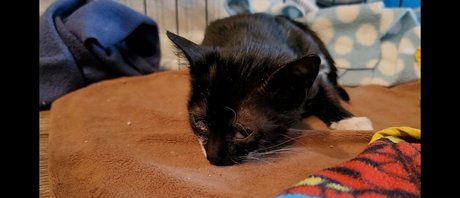 fosterkittendad onlyfans content type