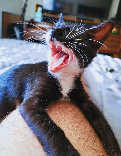 fosterkittendad nude onlyfans