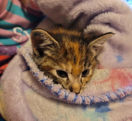 fosterkittendad leaked nude onlyfans