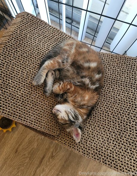 fosterkittendad nude onlyfans pics