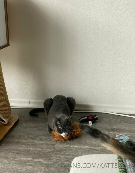 kattercup onlyfans pic