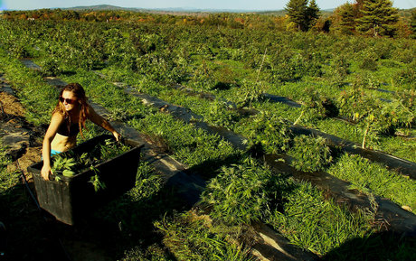 danceincannabis porn onlyfans