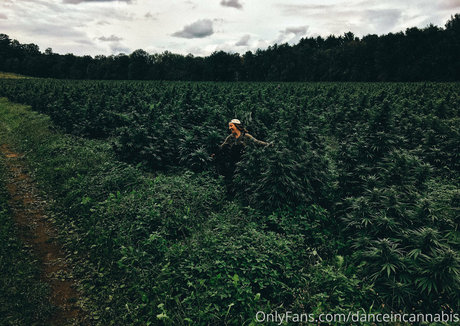 danceincannabis onlyfans leak xxx