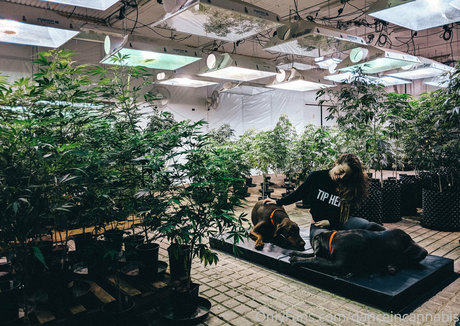 danceincannabis leaked onlyfans