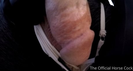 horse cock onlyfans for free