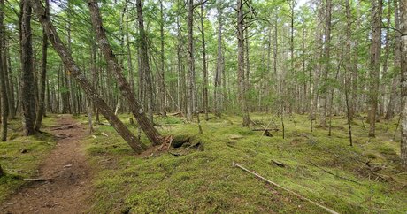 emberblazexxx only fans porn