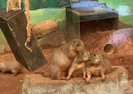 omankovivi onlyfans leaked free