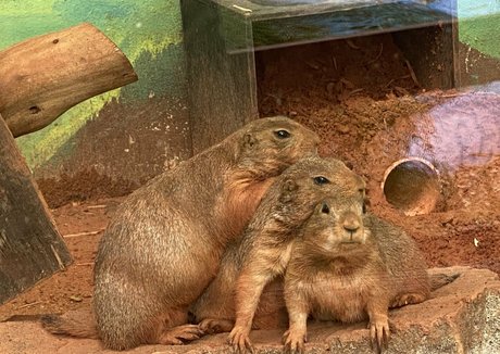 omankovivi only fans leaks porn