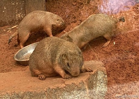 omankovivi leaked nudes onlyfans