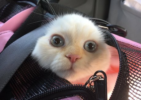 NSFWLeia leaked onlyfans sex