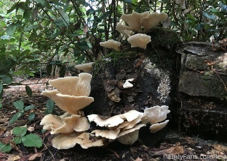 NSFWLeia onlyfans images