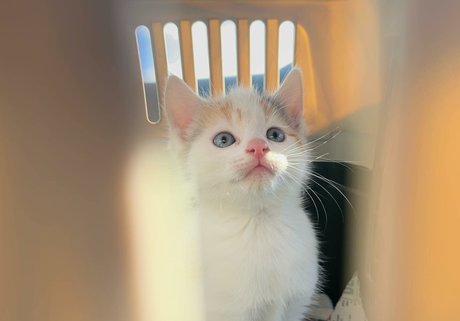 emss x onlyfans strip tease