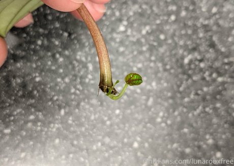 lunarouxfree onlyfans porn