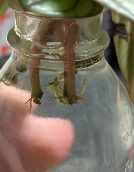 lunarouxfree onlyfans nude photos