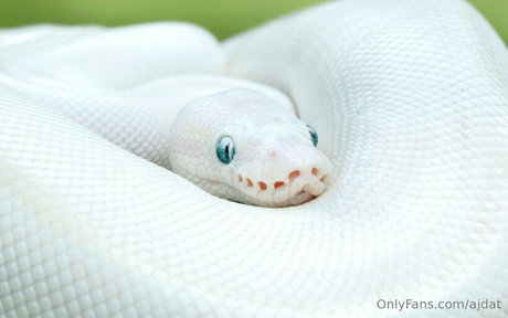 ajdat only fans naked