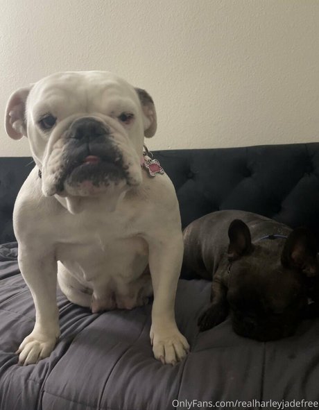 realharleyjadefree joi onlyfans