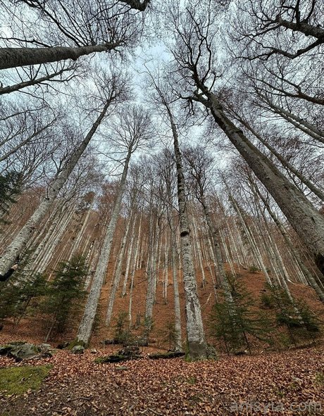 Anisyia_ onlyfans leaj