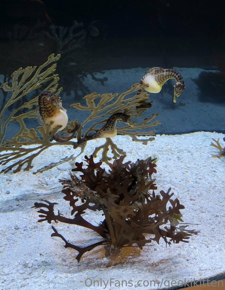 geekikitten leak onlyfans porn