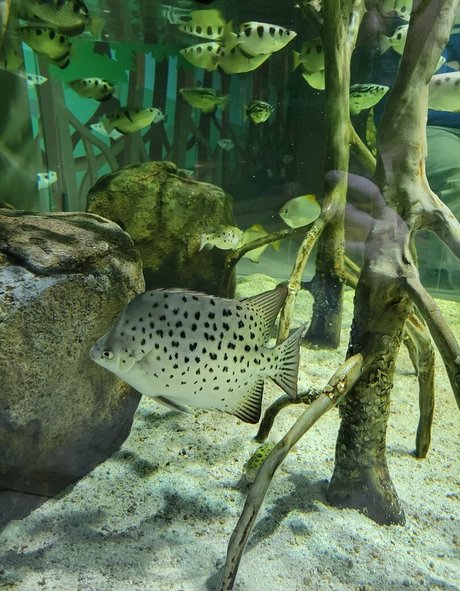 geekikitten onlyfans strip