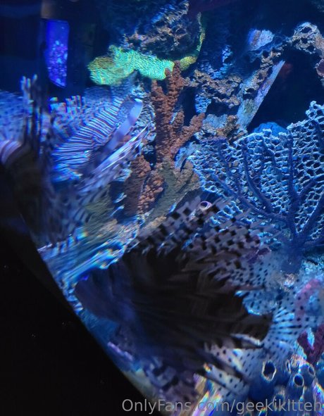 geekikitten only fans nude leaks