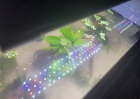 geekikitten free only fans