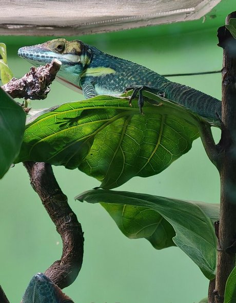 geekikitten onlyfans leak nudes