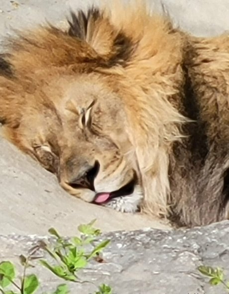 geekikitten only fans nude