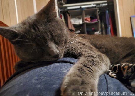 pandafluff1137 onlyfans leakes