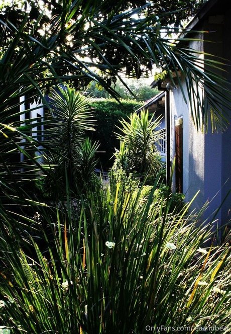 leaandbear onlyfans leaked pics