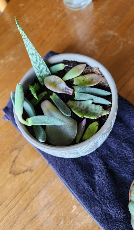 fey octavia free onlyfans leaked free