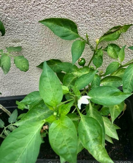 sweet 2002 xxx onlyfans