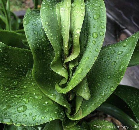 Soyacide onlyfans leak naked