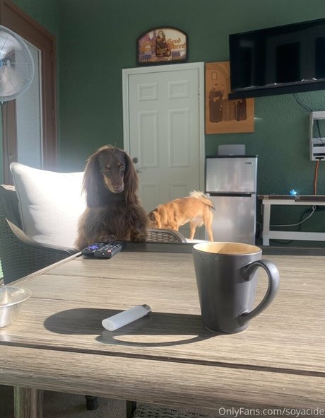 Soyacide onlyfans porn