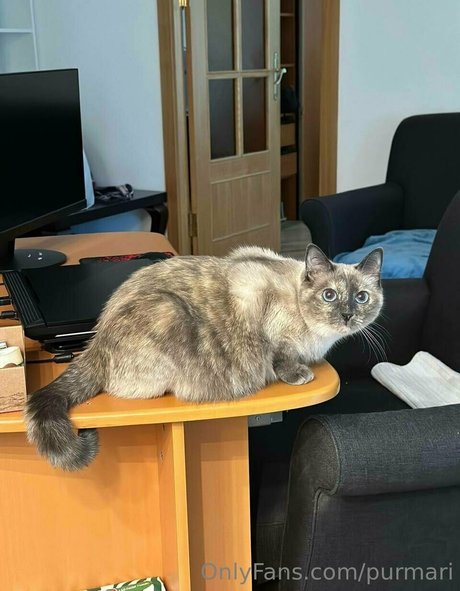 purmari onlyfans free porn