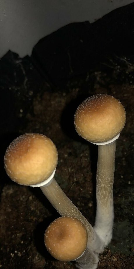 peacheyscreams leaked naked onlyfans