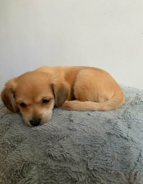 l hunnybunny l onlyfans leaks nude