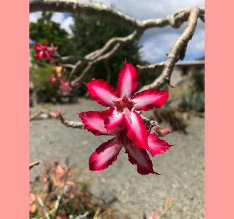 ravenhex3 onlyfans nude leak