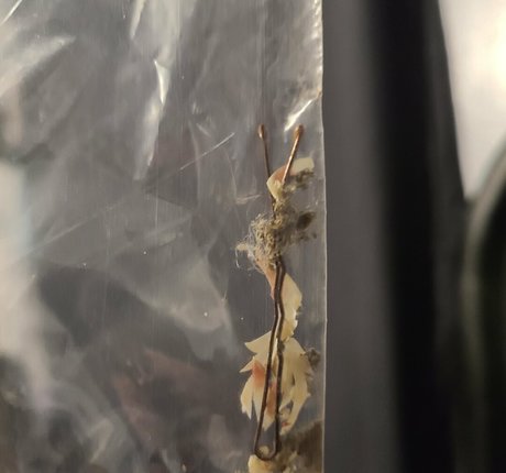 smelliefeetsweetie onlyfans content leaked