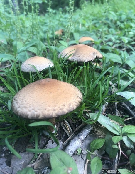 begformolly onlyfans creator