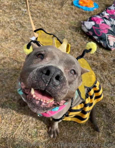 persephonesmuses leak onlyfans nude