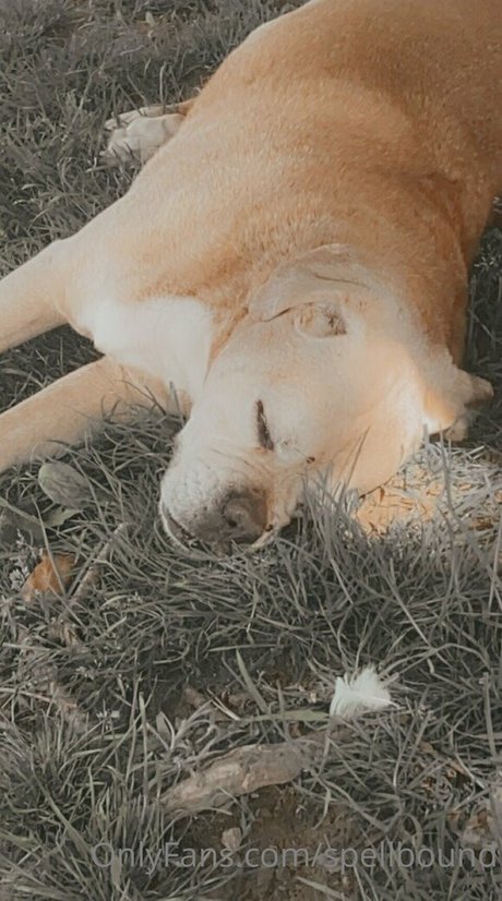 Spellbound onlyfans leaked porn