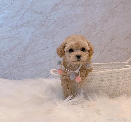 amysong99 onlyfans strip