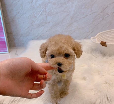 amysong99 onlyfans leaks