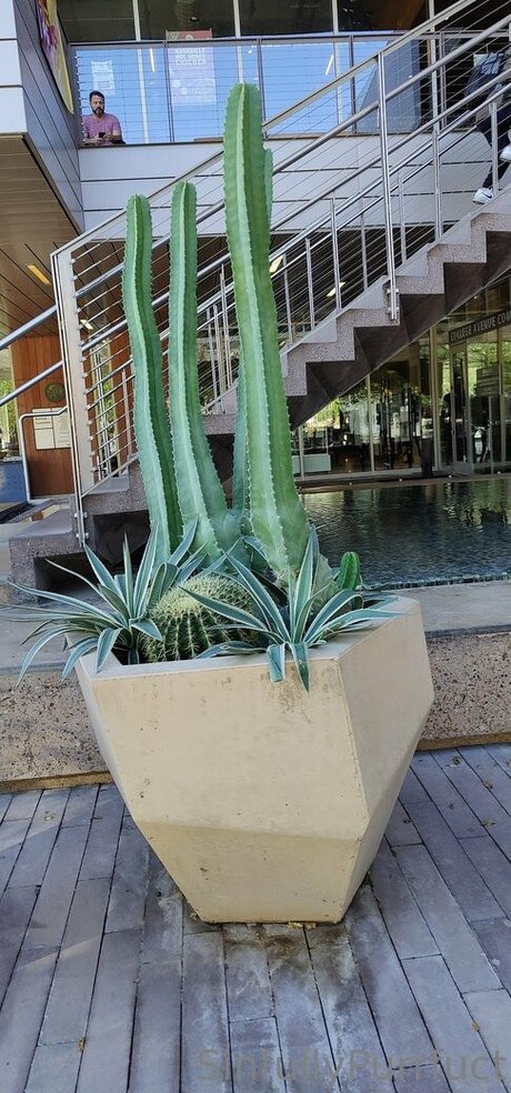 sinfullypurrfuct onlyfans nudes leaked