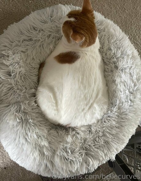 bellecurves onlyfans leak sex