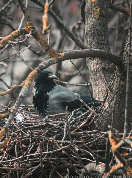 TeRefur joi onlyfans