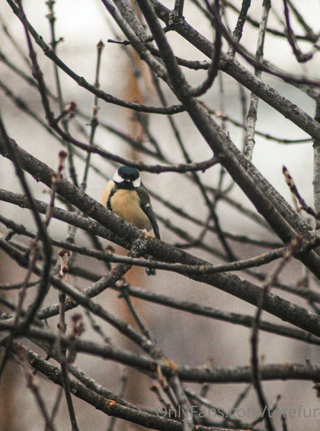 TeRefur only fans nudes