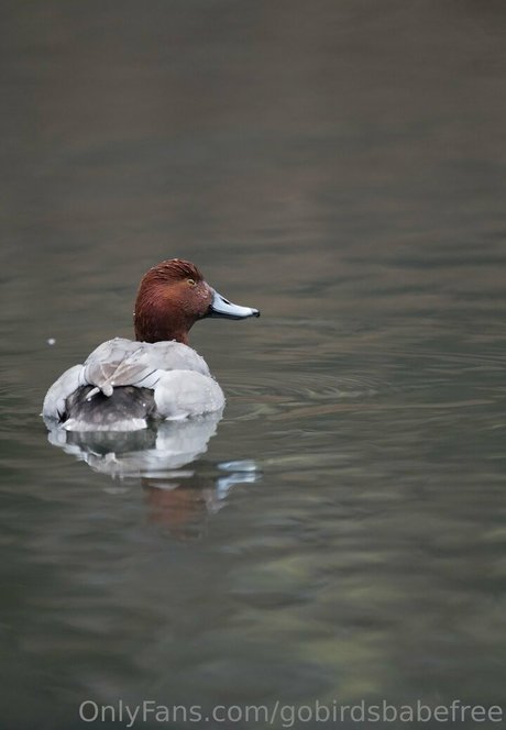 gobirdsbabefree only fans free